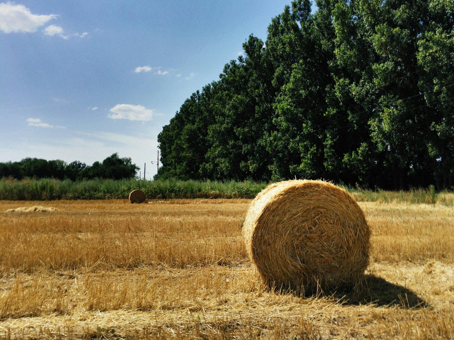 Provence countryside with olive trees and golden wheat fields