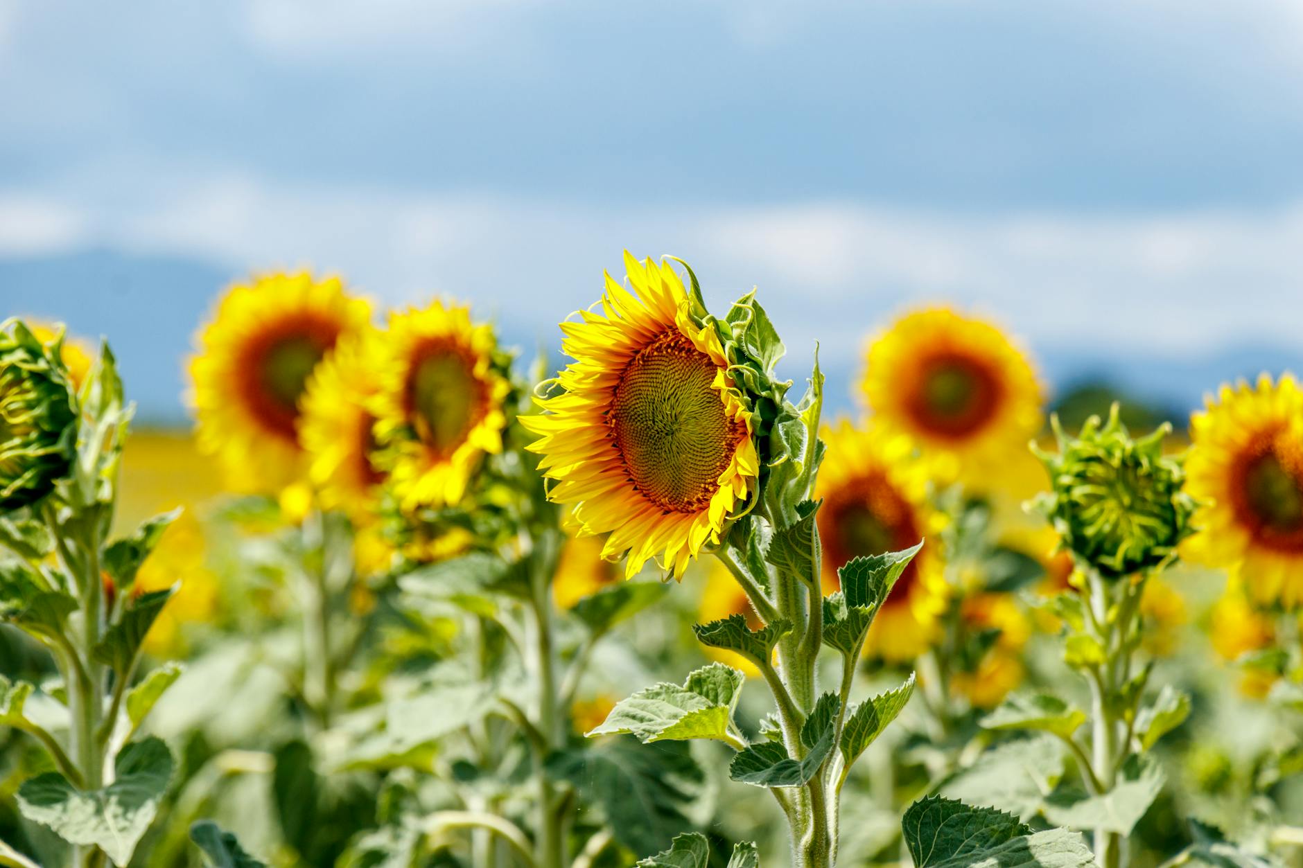 Vibrant yellow sunflowers in a vase against blue background